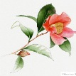 camelia