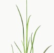 Carex-flacca