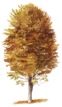 Fagus-sylvatica