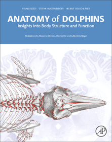 Anatomy of dolphins