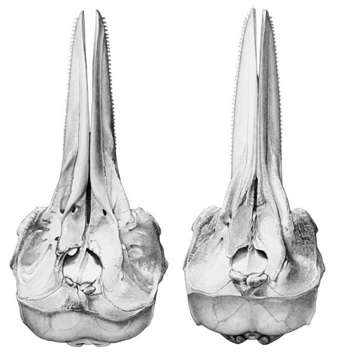 striped-d.-common-d.skull